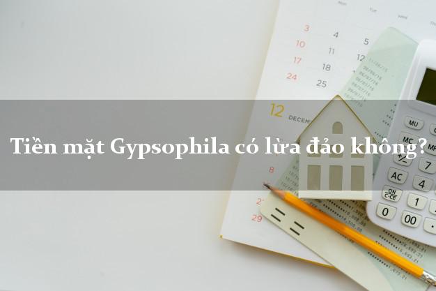 Tiền mặt Gypsophila có lừa đảo không?
